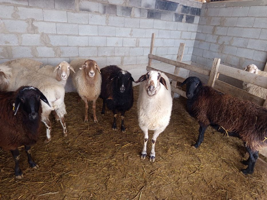 Продаётся бараны