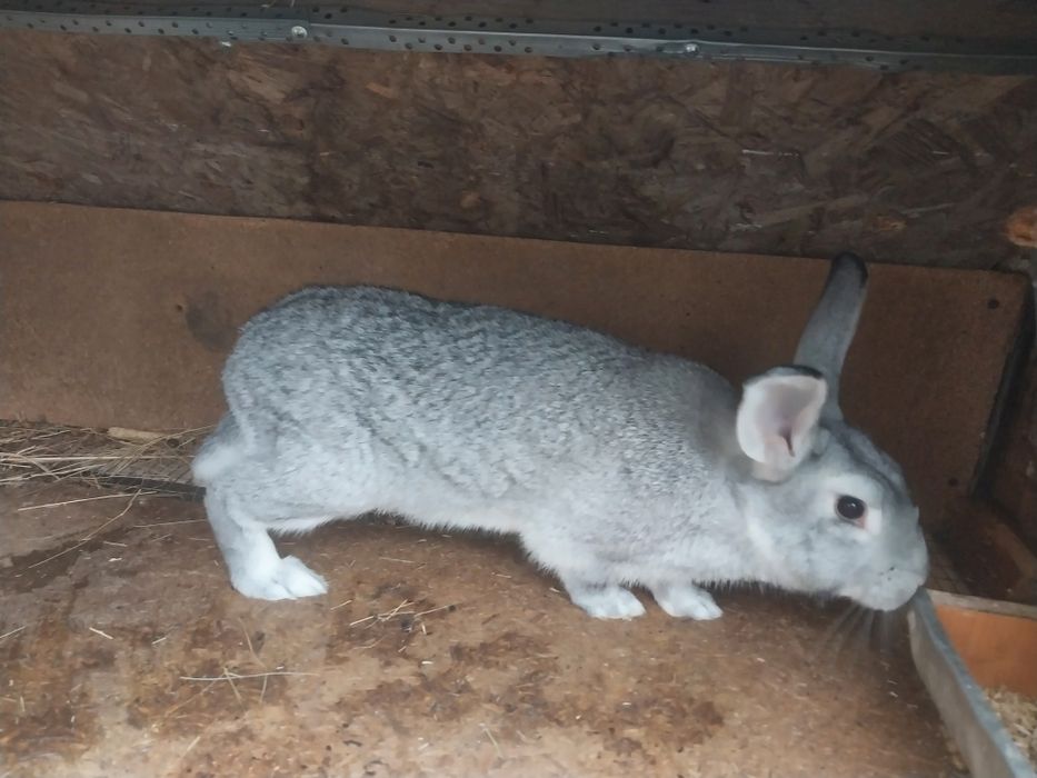 Коян сатылады ...