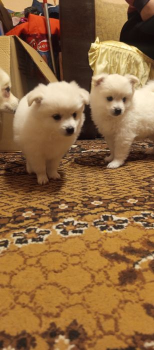 Мини шпиц померан много игриви