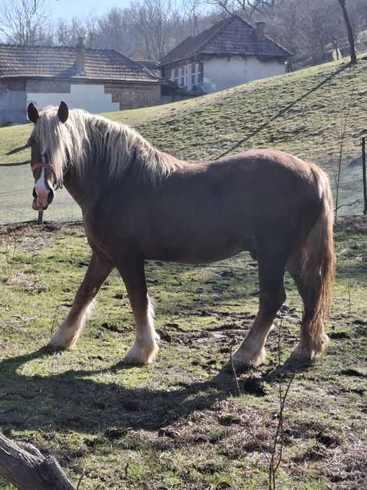 Vând armăsar foarte cuminte