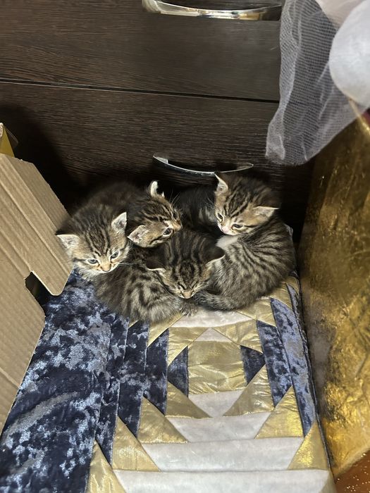 Котята ищут дом