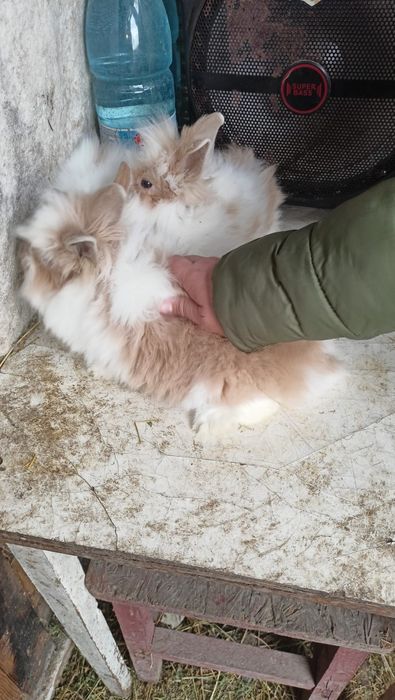 Vând iepuri pitici  cap de leu diferite culori