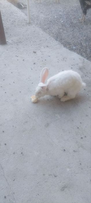 Куёнлар Гигант бор