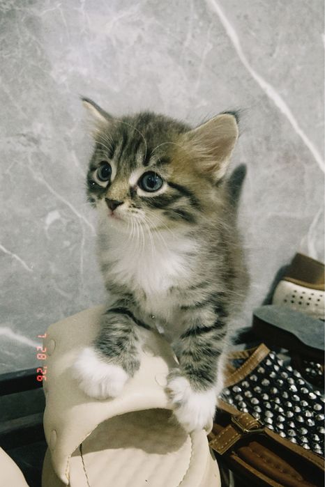 Продается котёнок девочка