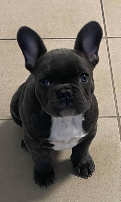 Малка французойка търси своето семейство!