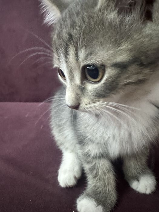 Отдам котят в добрые руки