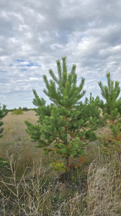 Сосны в большом количестве