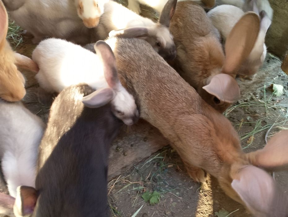 De vinzare iepuri deosebiti