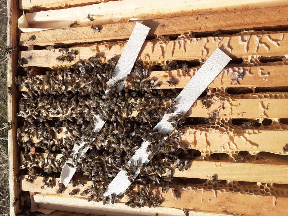 Vând familii de albine