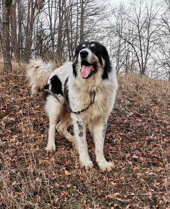 Mascul Ciobanesc de Bucovina Canisa Pomohaci