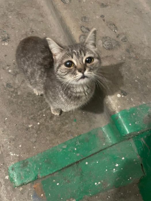 Отдадим котенка в добрые руки