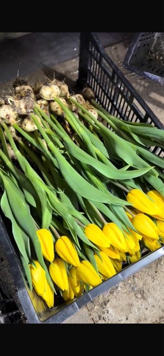 Продаю тюльпаны свежие 65-70 см