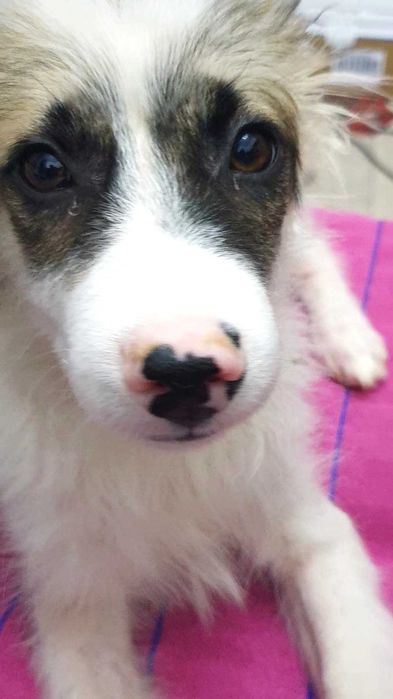 ищу дом для классных щенков