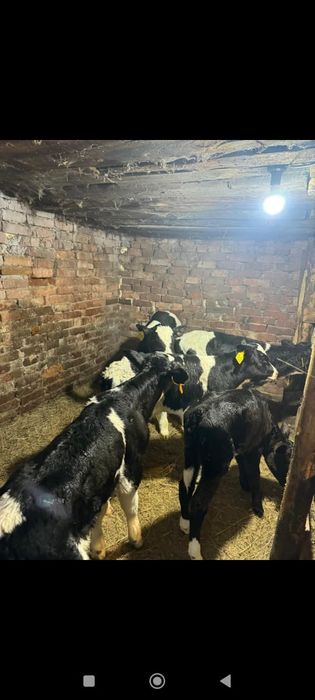 Продам телят тёлочки