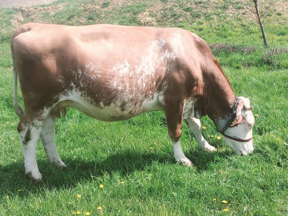 Vand vaca baltata romaneasca