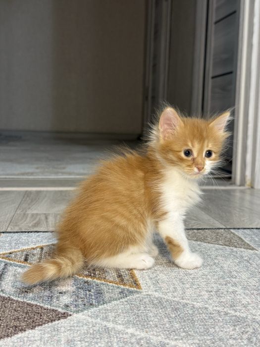 Котенок рыжа-белый