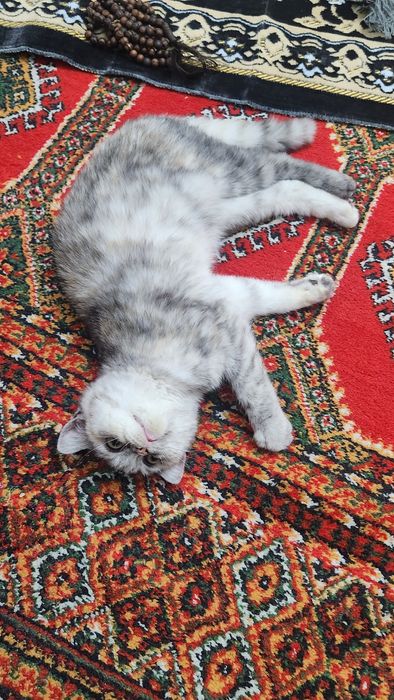 Бритиш короткошерстка