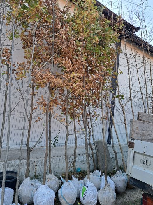 Vindem Platani Paltini Catalpa Stejar Artar Mesteacan etc