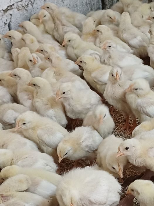 Цыплята броилер 10 днеи