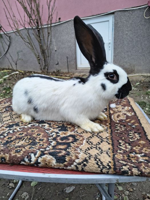 Mascul Pestriț German