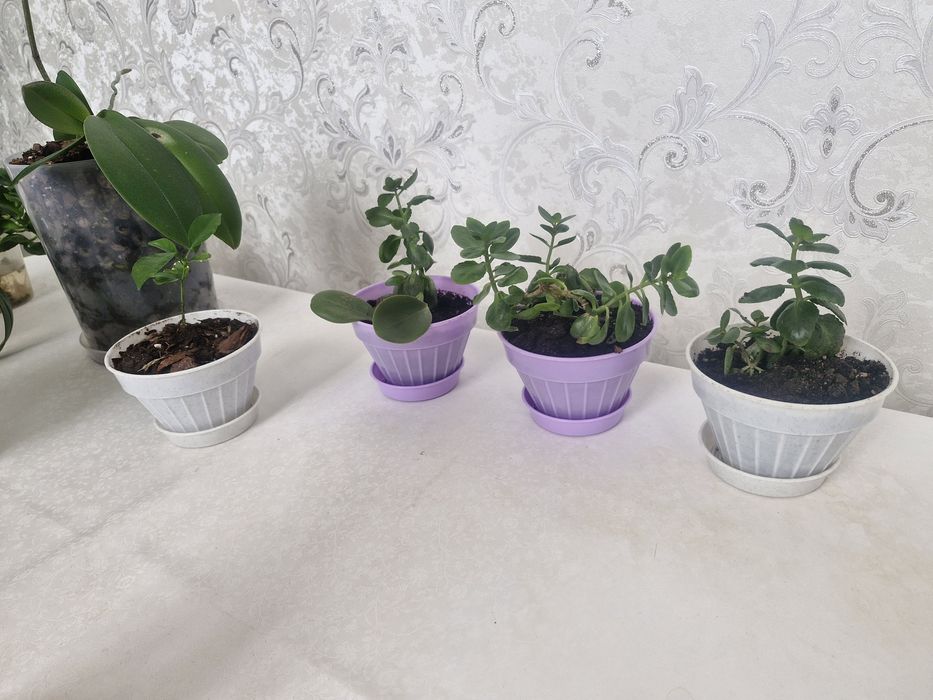 Цветы комнатные.