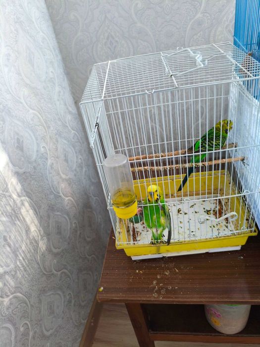 Парочка красивых  попугайчиков с клеткой  недорого.