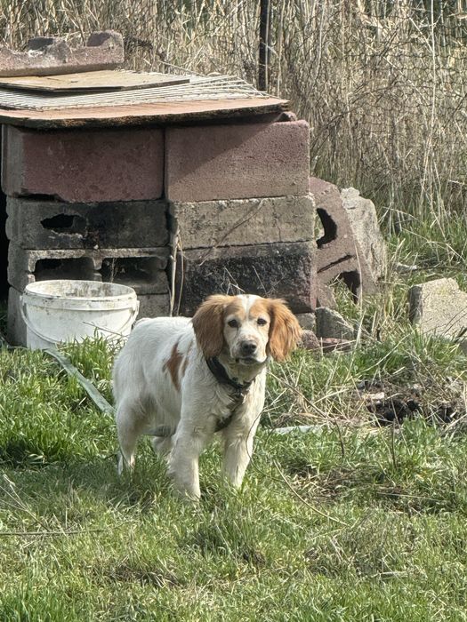 Продам спаниель 2 года