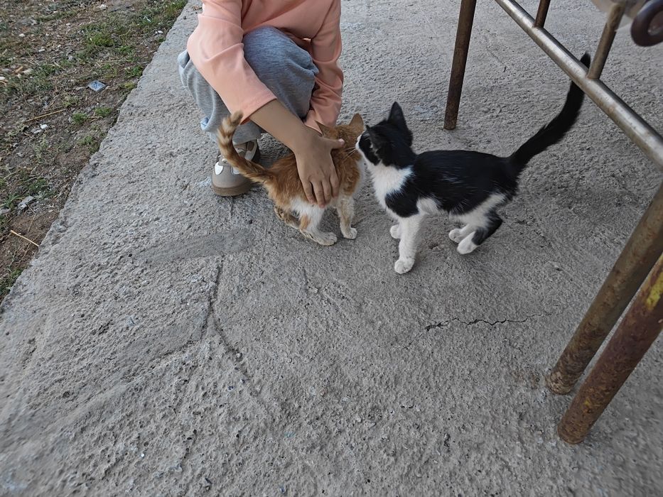 Отдам в хорошие руки котят