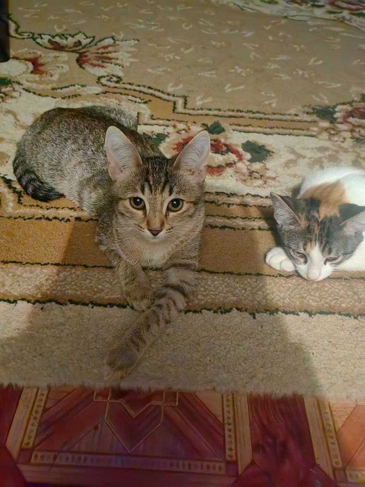 Кошки девочки 2шт