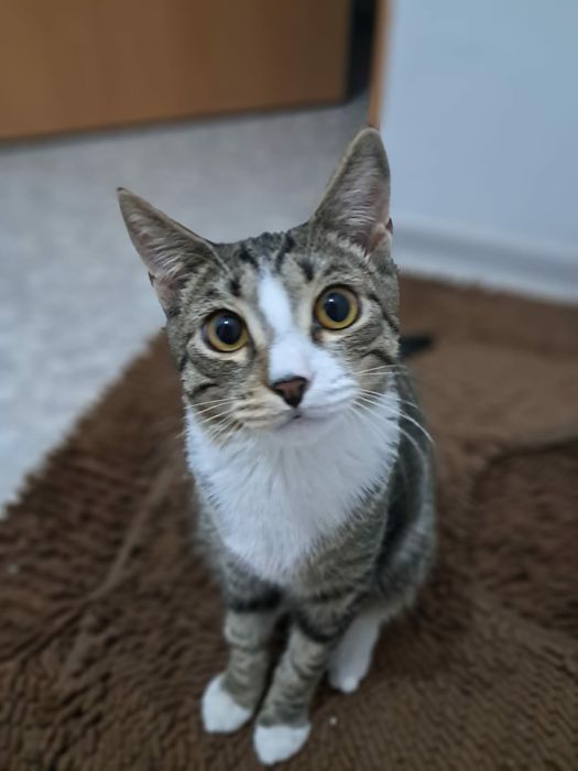 Помогите найти котика