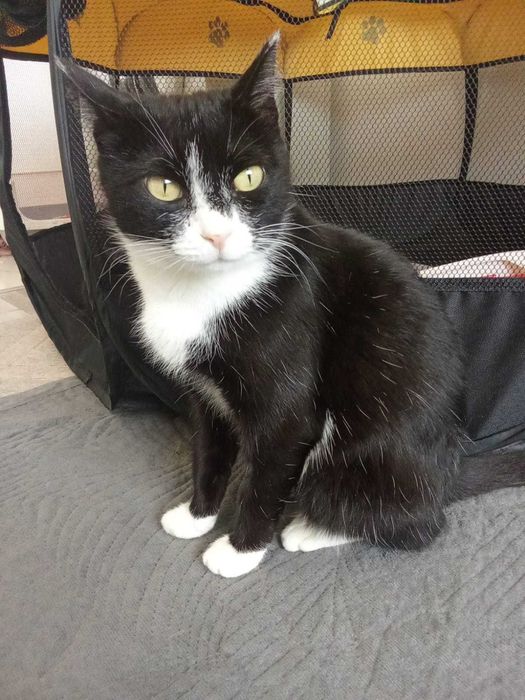 Общительная кошечка ищет дом