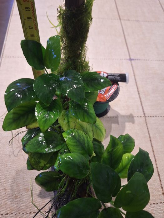 Anubias pe cioate și simplu