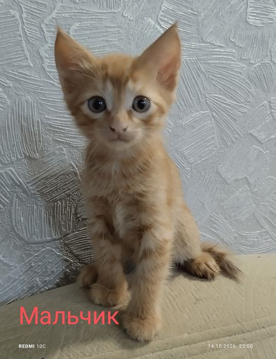 Отдам в добрые руки!
