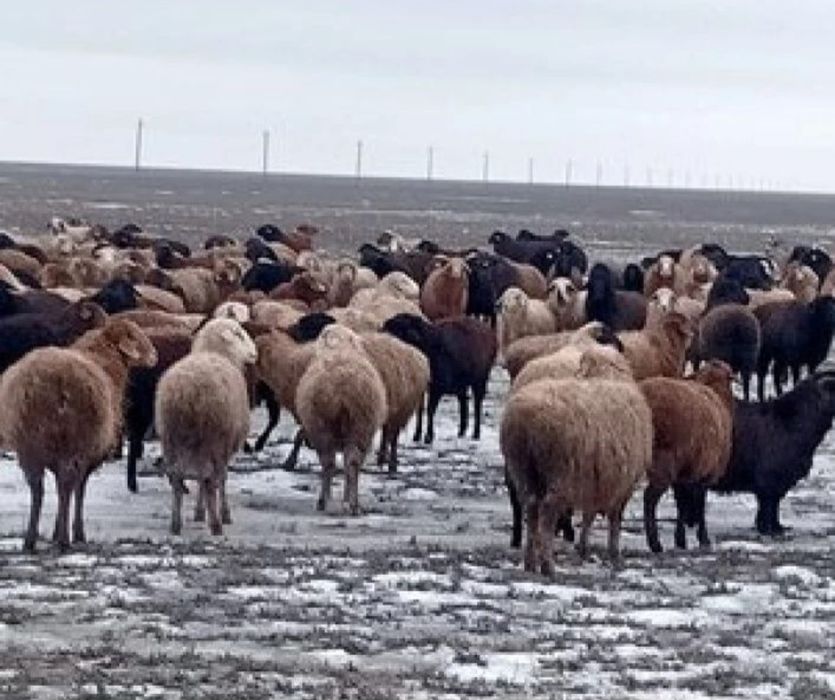 Қойлар, Ешкілер, Тоқтылар,  Бараны