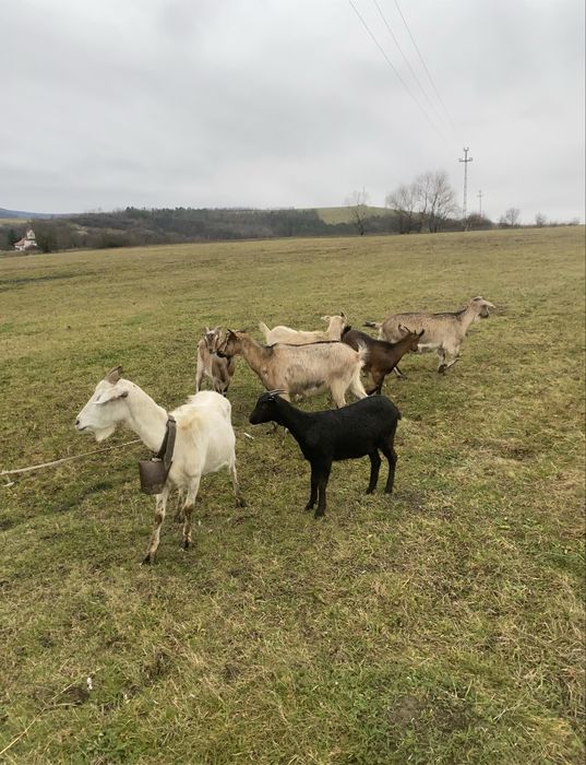 Vand 5 capre gestanete