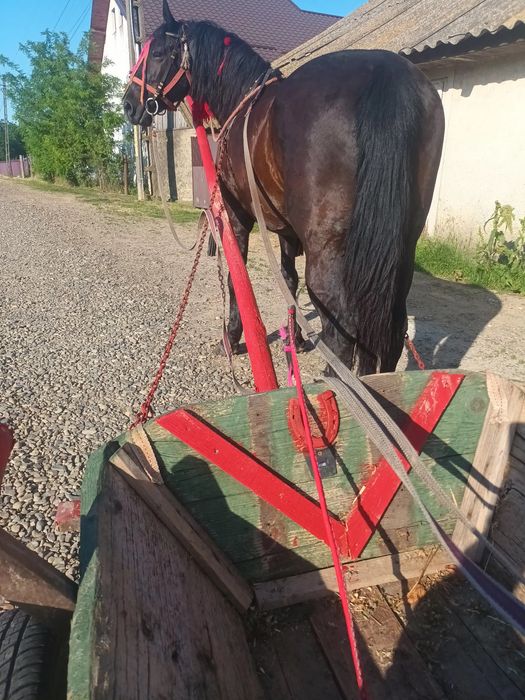 Vând cal castrat cuminte