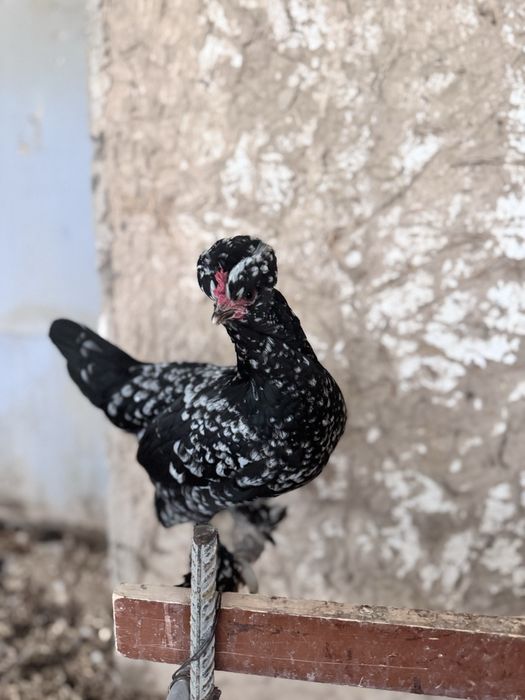 Yapon  TUXUMI sotiladi