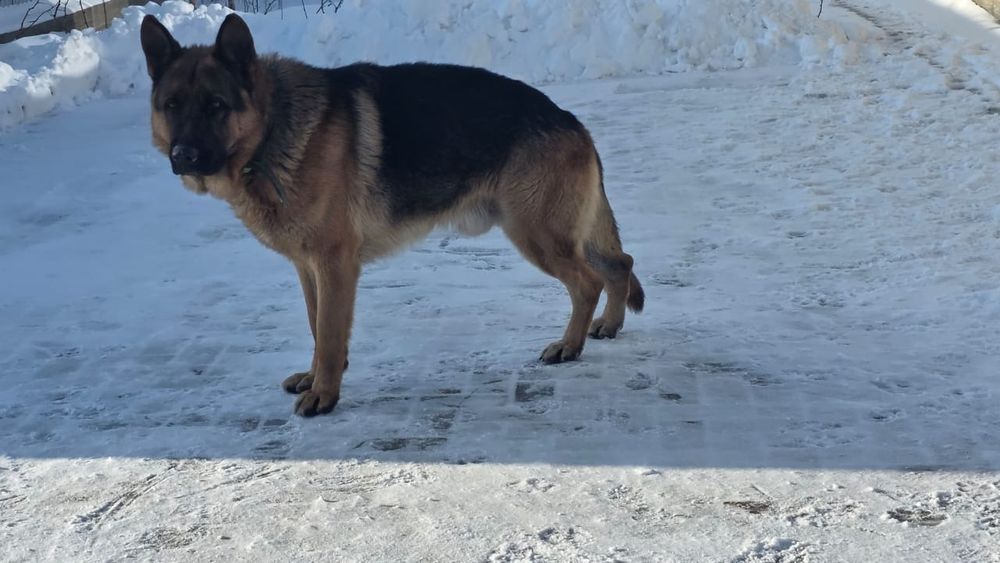 Немецкая Овчарка кобель