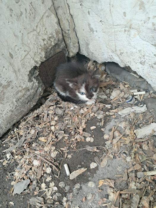 Отдам в добрые руки