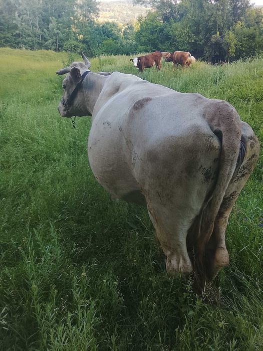 Vind vaca cu vitea