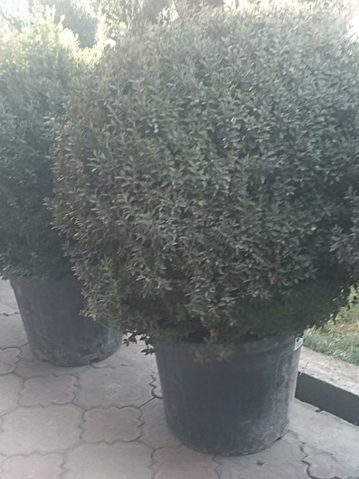 Декларативной шамшод кучатлари сотилади 12 йили