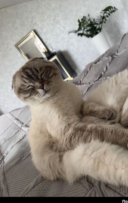 Отдам кота скотиш фолд