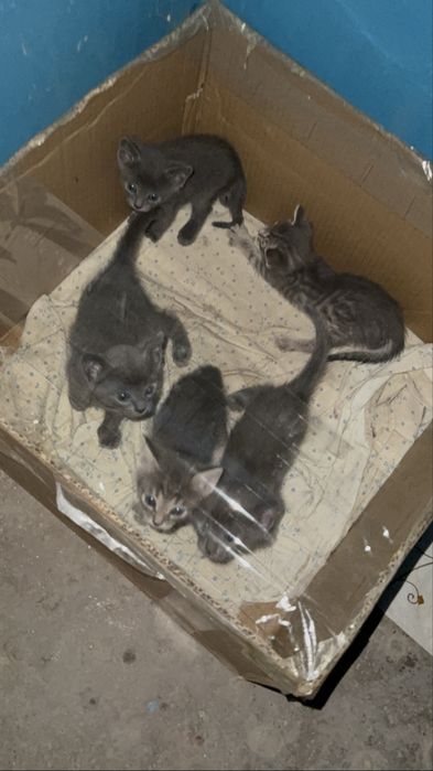 Котята мальчики и девочки