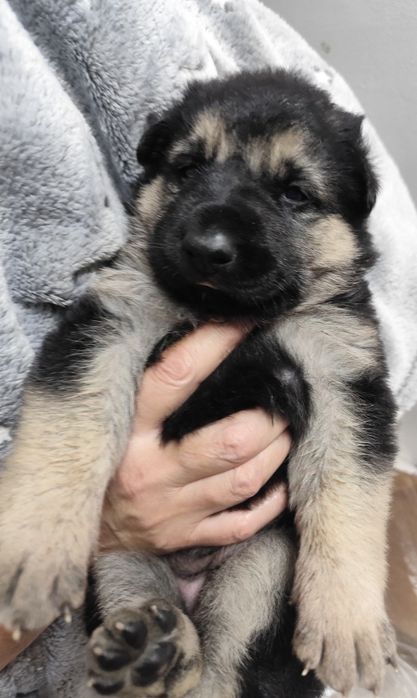 Щенки восточно-европейской овчарки