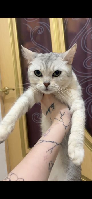 Британская шиншилла