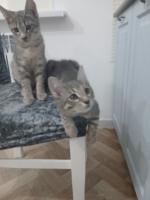 Котята и кошка в добрые руки