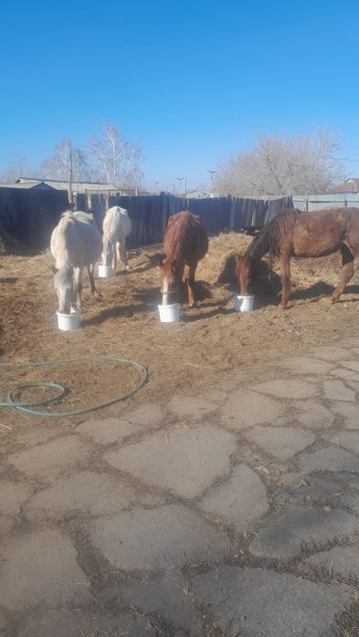 Продам 4 қабыл жерёбые