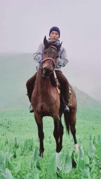 5-ты шыгар айгыр сатам