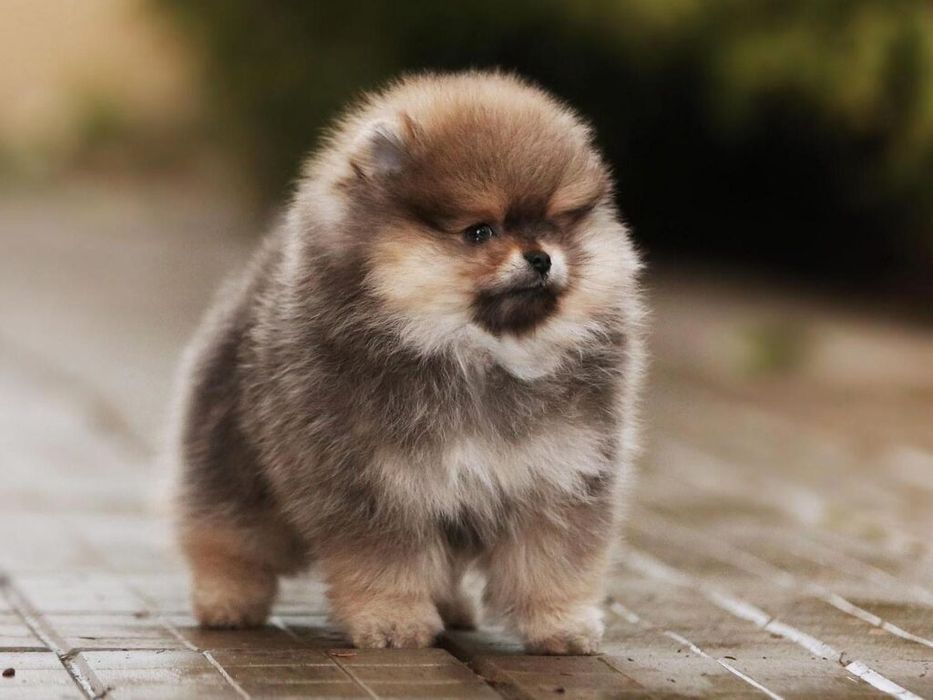 Мальчик шпиц мишка