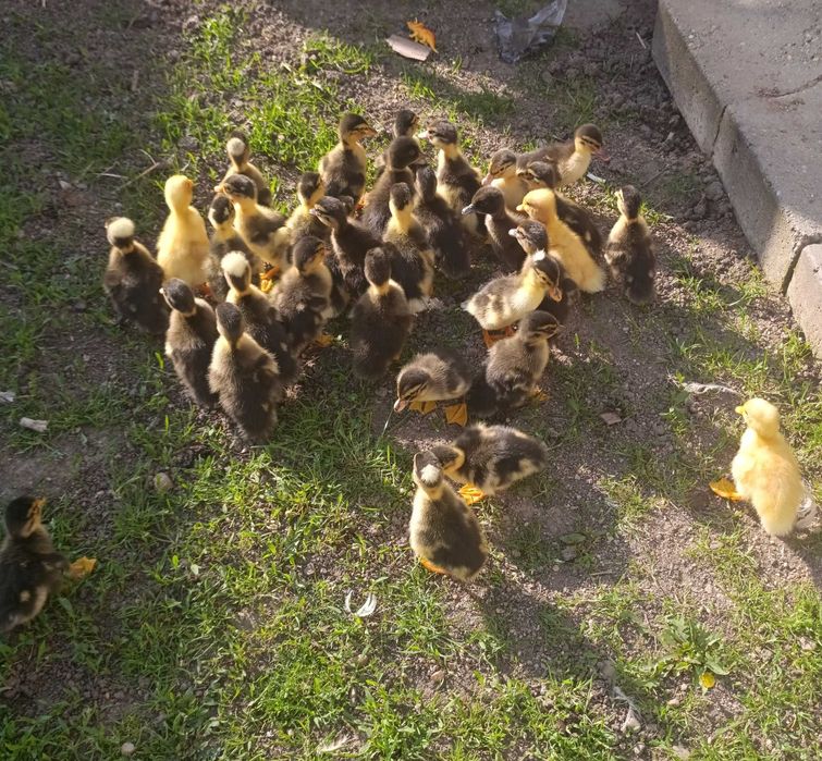 Boboci de rata macanitoare